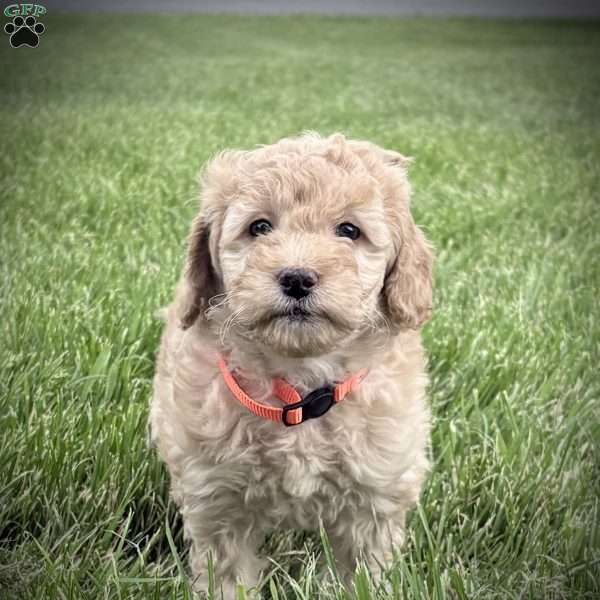 Rosie, Mini Goldendoodle Puppy